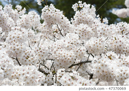 Cherry Blossom	 47370069