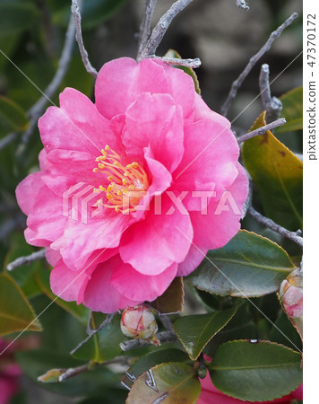 Sasanka (Yamachaka) 47370172