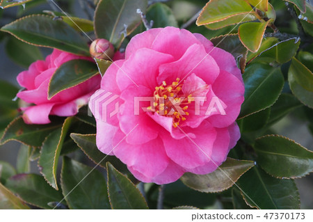 Sasanka（Yamachaka） 47370173