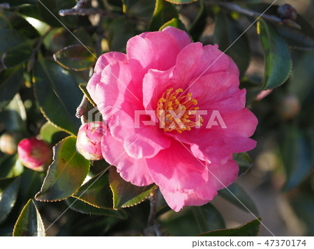 Sasanka（Yamachaka） 47370174