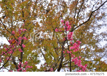 盛開櫻花在台灣泰安鄉 47370275