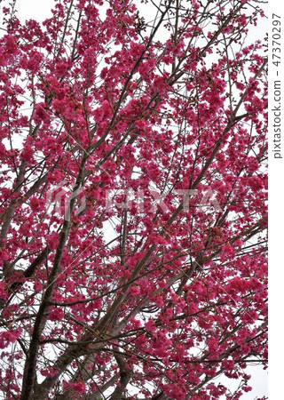 盛開櫻花在台灣泰安鄉 47370297