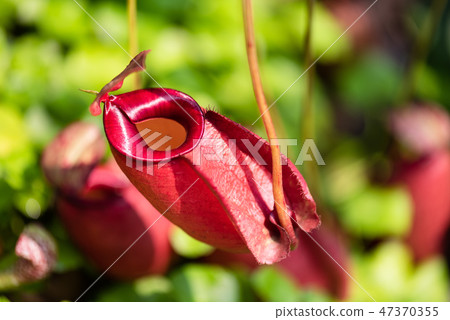 Close up of Nepenthes also called tropical pitcher 47370355