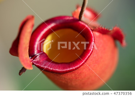 Close up of Nepenthes also called tropical pitcher Close up of Nepenthes also called tropical pitcher 47370356