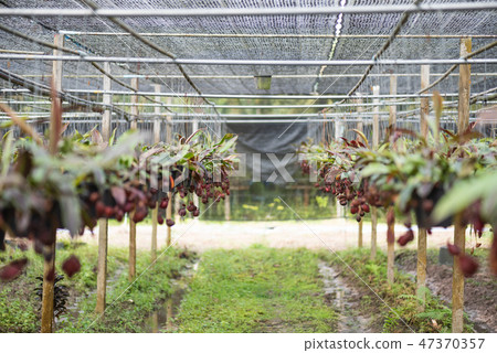 Close up of Nepenthes also called tropical pitcher 47370357