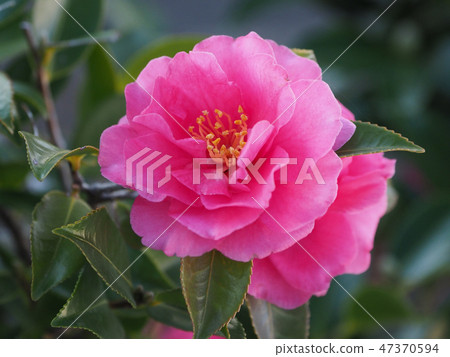 Beautiful Sasanqua (Sayaka) 47370594