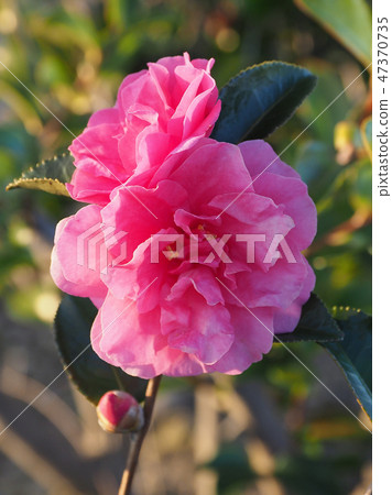 Sasanqua (Sayaka: natural texture) Sasanqua (Sayaka: natural texture) 47370735