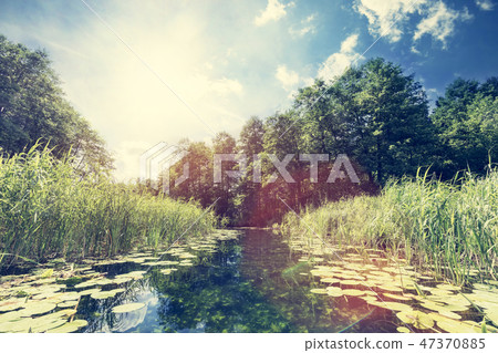 Summer view of a river in the woods. 47370885