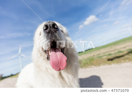 Funny dog portrait. Focus on a long tongue. Polish Tatra Sheepdog 47371070