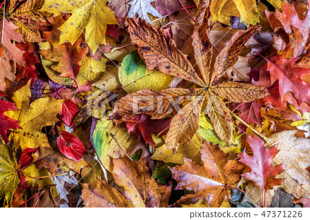 Fall leaves background. Colorful autumn background. 47371226