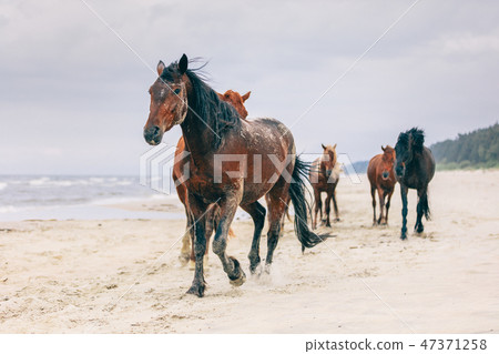 A herd of horses walking on the windy seashore. A herd of horses walking on the windy seashore. 47371258