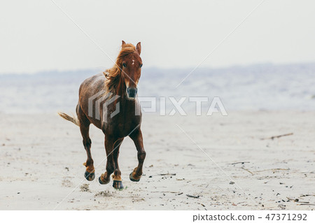 Lonely horse stepping on the sandy beach. 47371292