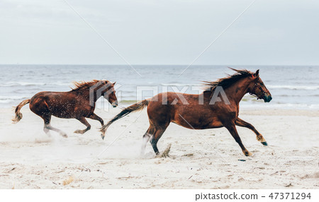 Two brown horses running fast on the seashore. Two brown horses running fast on the seashore. 47371294