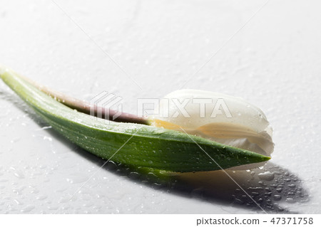 White fresh tulip on white background. 47371758