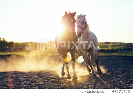 White and dark horse gallopading in the sand 47371760