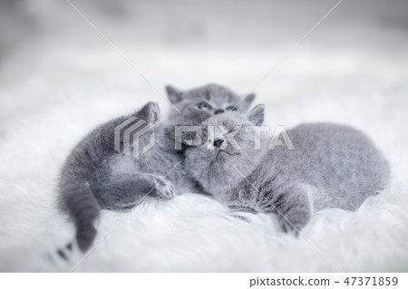 Two playful cuddling little cats, laying toghether. Two playful cuddling little cats, laying toghether. 47371859