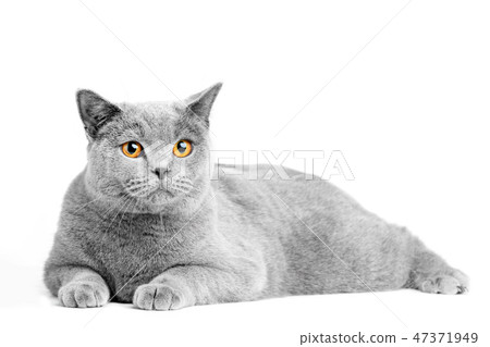 British Shorthair Cat Isolated On White Lying Stock Photo