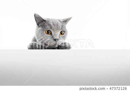 British Shorthair cat isolated on white. Hunting 47372126