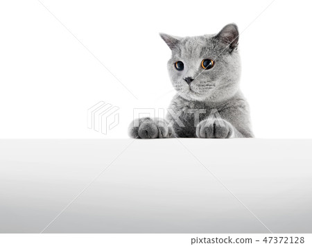British Shorthair cat isolated on white. Hunting 47372128