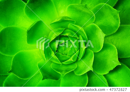 Green flower unfolding, opening with symmetrical petals pattern. Green flower unfolding, opening with symmetrical petals pattern. 47372827