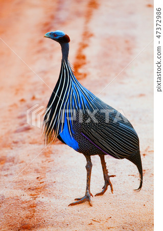 The Vulturine Guineafowl. Safari in Tsavo West, Kenya, Africa 47372986