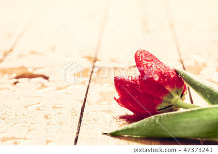 Fresh red tulip flower on wood. Wet, morning spring dew. 47373241