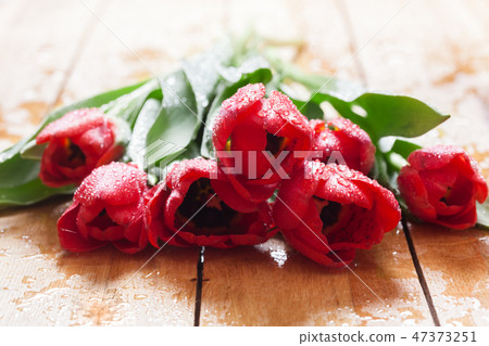 Fresh red tulip flowers bouquet on wood. Wet, morning dew. Fresh red tulip flowers bouquet on wood. Wet, morning dew. 47373251