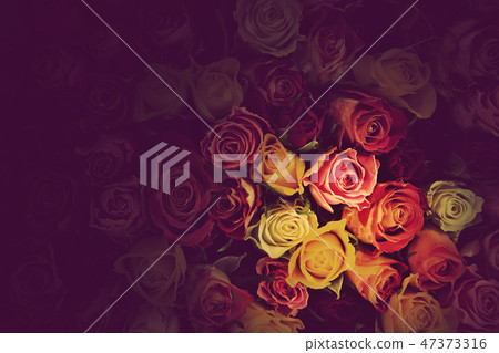 Colorful roses background Colorful roses background 47373316