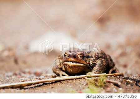 forestforest lake 47373350