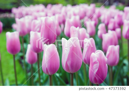 Romantic pink flowers in spring Romantic pink flowers in spring 47373392