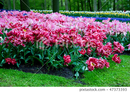 Romantic pink flowers in spring Romantic pink flowers in spring 47373393