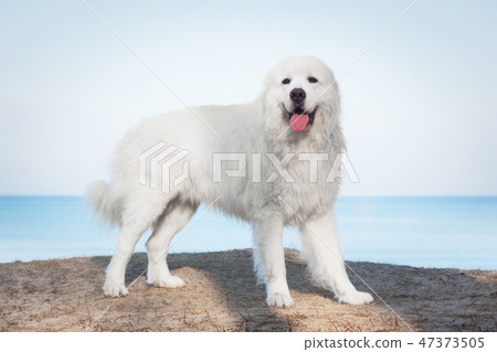 Polish Tatra Sheepdog. Role model in its breed. Also known as Podhalan 47373505