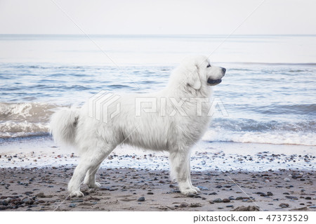 Polish Tatra Sheepdog. Role model in its breed. Also known as Podhalan 47373529