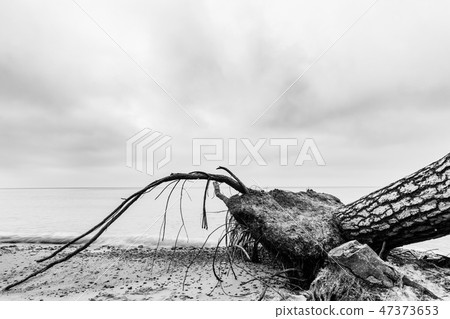 Fallen tree on the beach after storm. Sea black and white Fallen tree on the beach after storm. Sea black and white 47373653