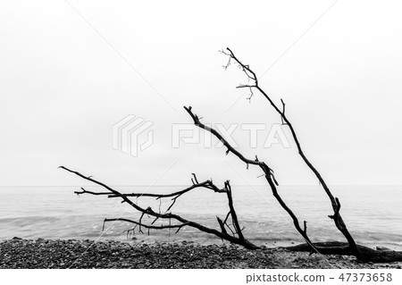 Broken tree branches on the beach after storm. Sea black and white Broken tree branches on the beach after storm. Sea black and white 47373658