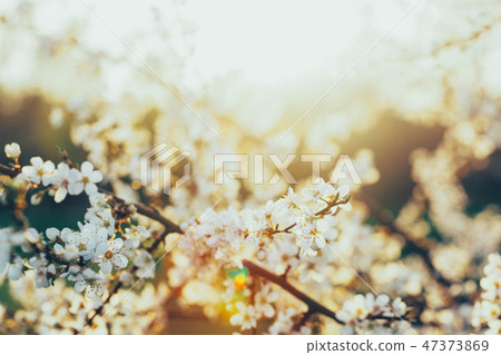 Blooming white flowers on a cherry tree in sunset. 47373869