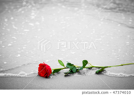 Waves washing away a red rose from the beach. Color against black and white. Love Waves washing away a red rose from the beach. Color against black and white. Love 47374010