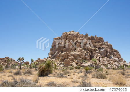 Joshua Tree National Park 47374025
