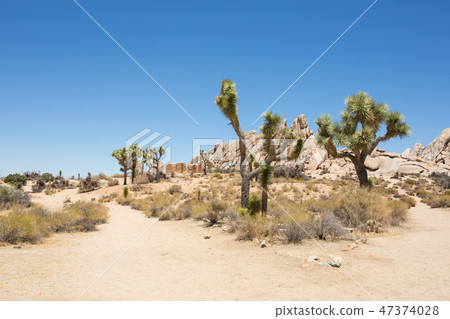Joshua Tree National Park 47374028
