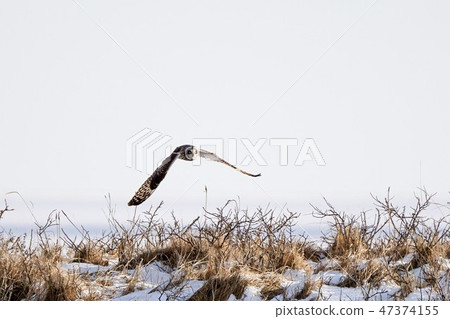 Owl 47374155