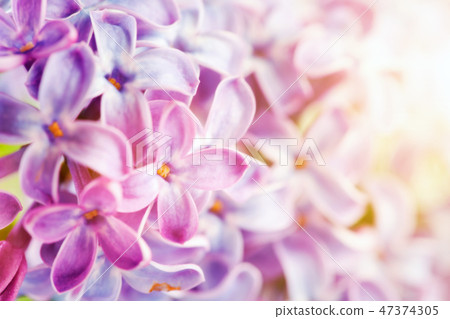 Purple spring lilac flowers blooming close-up. Purple spring lilac flowers blooming close-up. 47374305