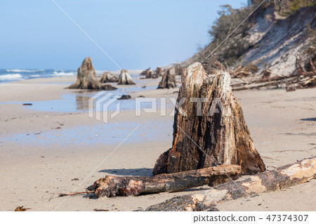 3000 years old tree trunks on the beach after storm. Slowinski National Park, Baltic sea, Poland 3000 years old tree trunks on the beach after storm. Slowinski National Park, Baltic sea, Poland 47374307