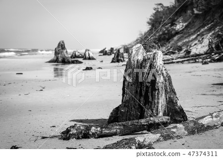 3000 years old tree trunks on the beach after storm. Slowinski National Park, Baltic sea, Poland 3000 years old tree trunks on the beach after storm. Slowinski National Park, Baltic sea, Poland 47374311