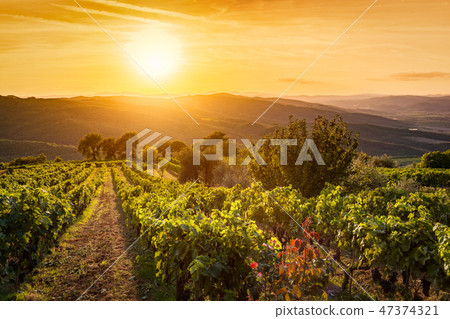 Vineyard landscape in Tuscany, Italy. Wine farm at sunset 47374321