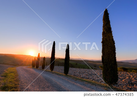 Cypress trees road in Tuscany, Italy at sunrise. Val d'Orcia 47374385
