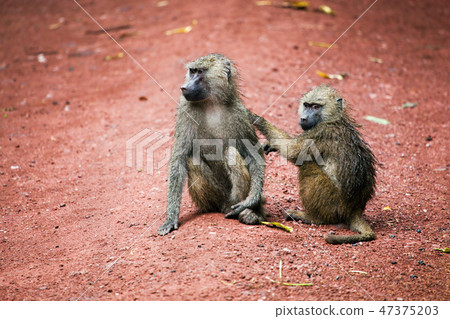 Baboon monkeys in African bush 47375203