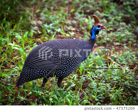 The wild Helmeted Guineafowl in Africa 47375209