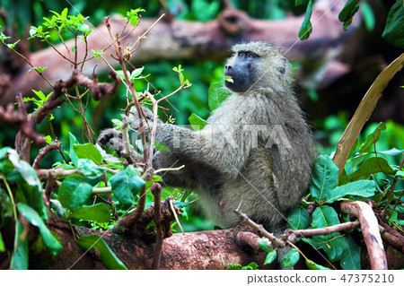 Baboon monkey in African bush Baboon monkey in African bush 47375210