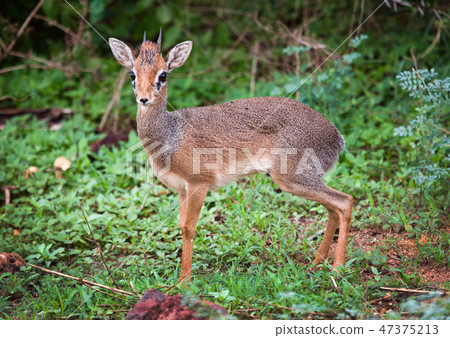 A dik-dik. Lake Manyara national park, Tanzania, Africa. A dik-dik. Lake Manyara national park, Tanzania, Africa. 47375213