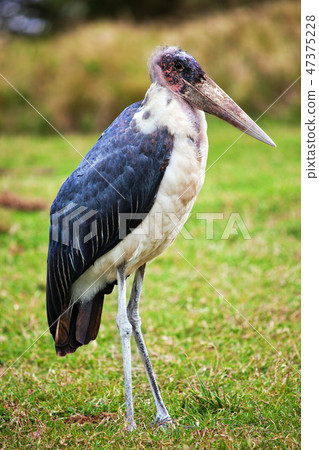 The Marabou Stork in Tanzania, Africa The Marabou Stork in Tanzania, Africa 47375228